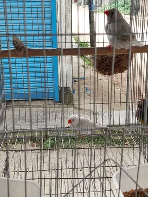 Finch birds for sale