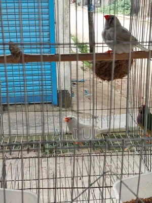 Finch birds for sale