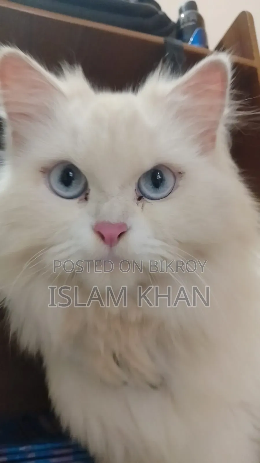 1+ Year Female Purebred Persian Cat