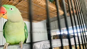 ককাটেল টিয়া + খাঁচা