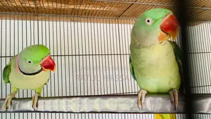 ককাটেল টিয়া + খাঁচা