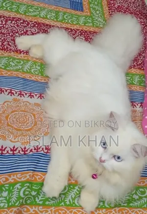 1+ Year Female Purebred Persian Cat