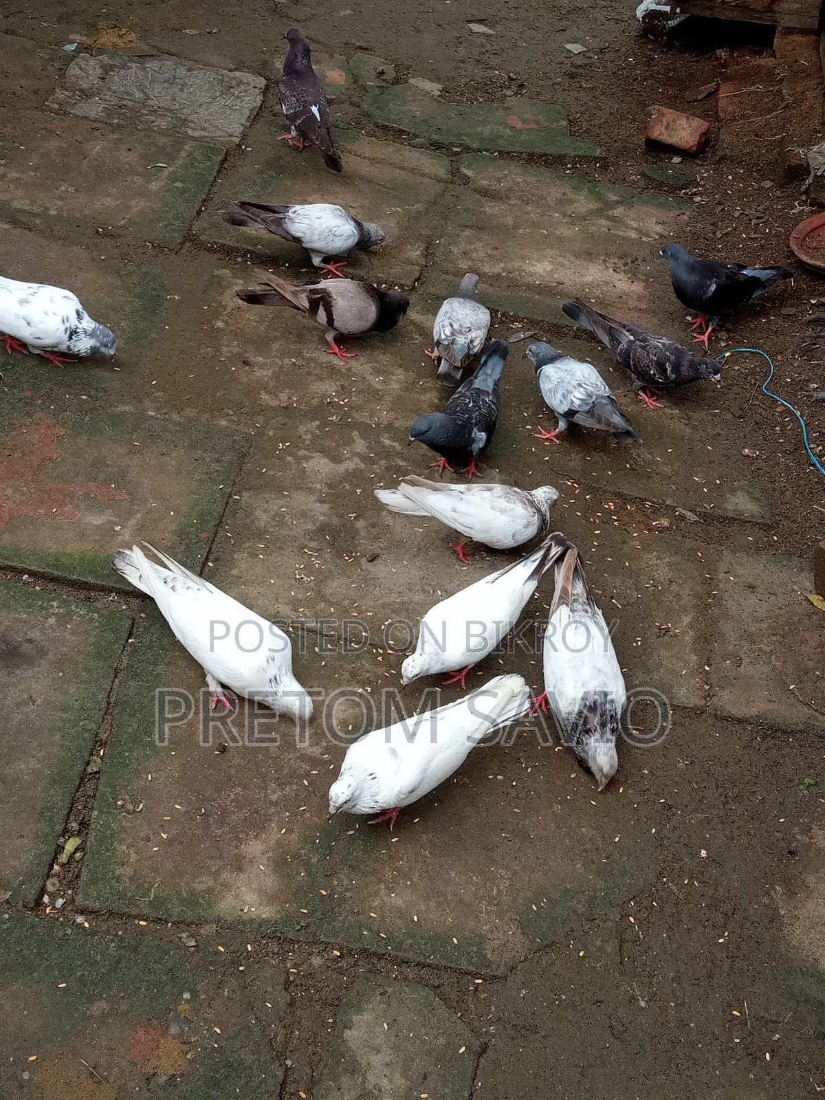 Giribaj Pigeon