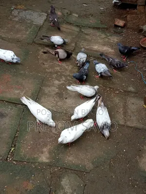 Giribaj Pigeon