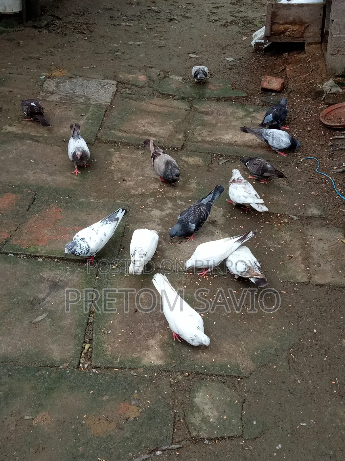 Giribaj Pigeon