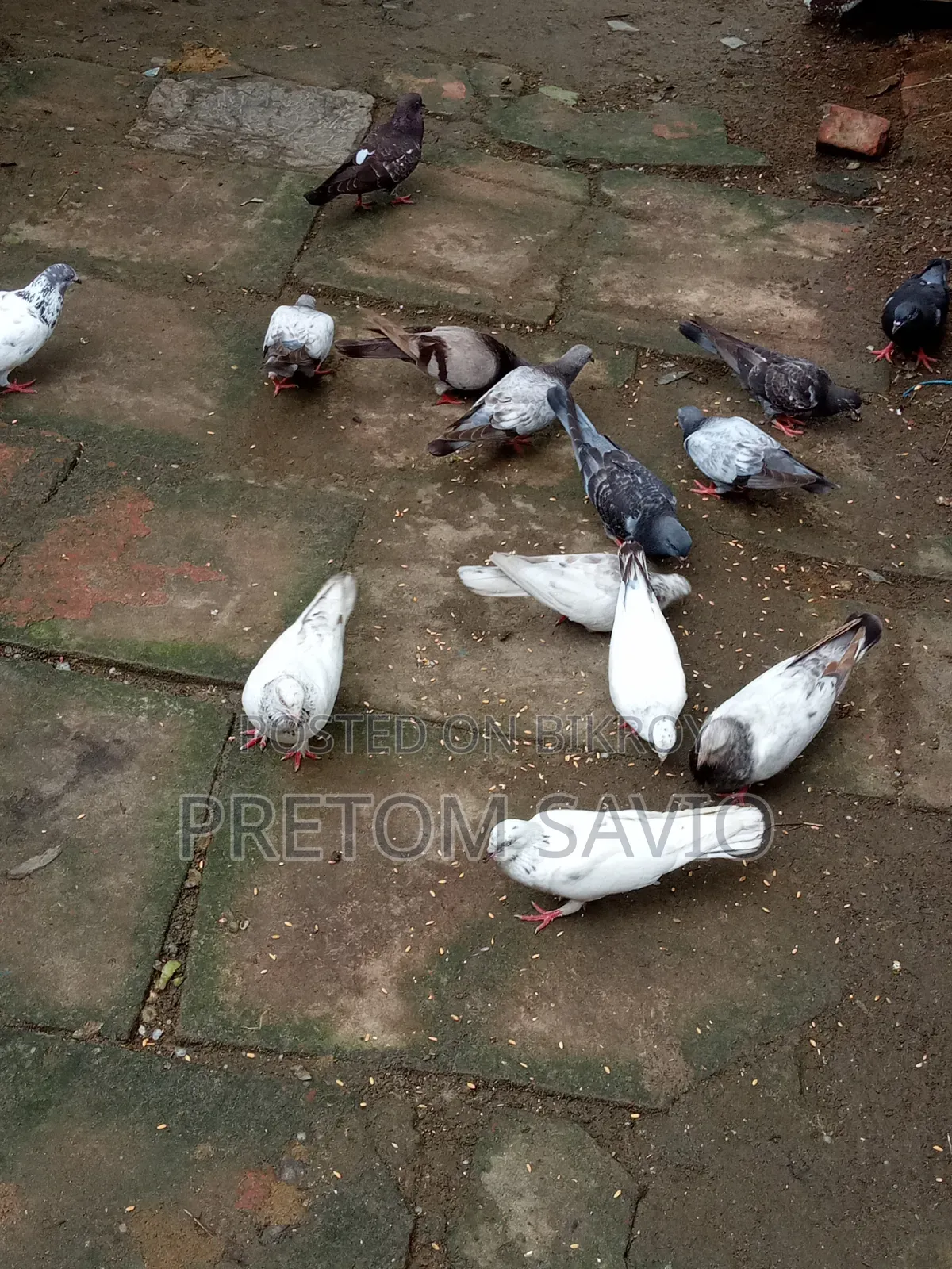 Giribaj Pigeon