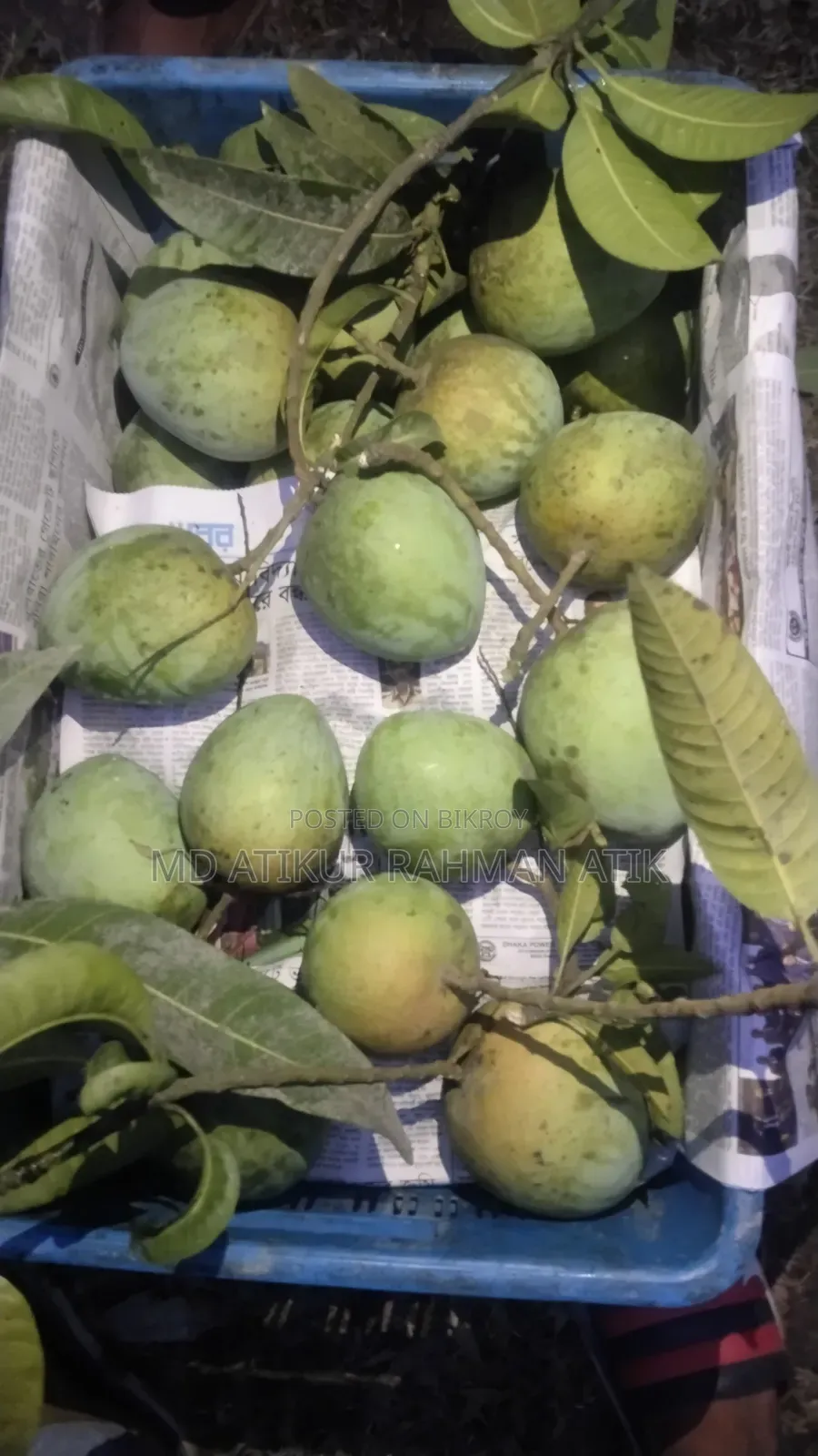 Haribhanga Mango