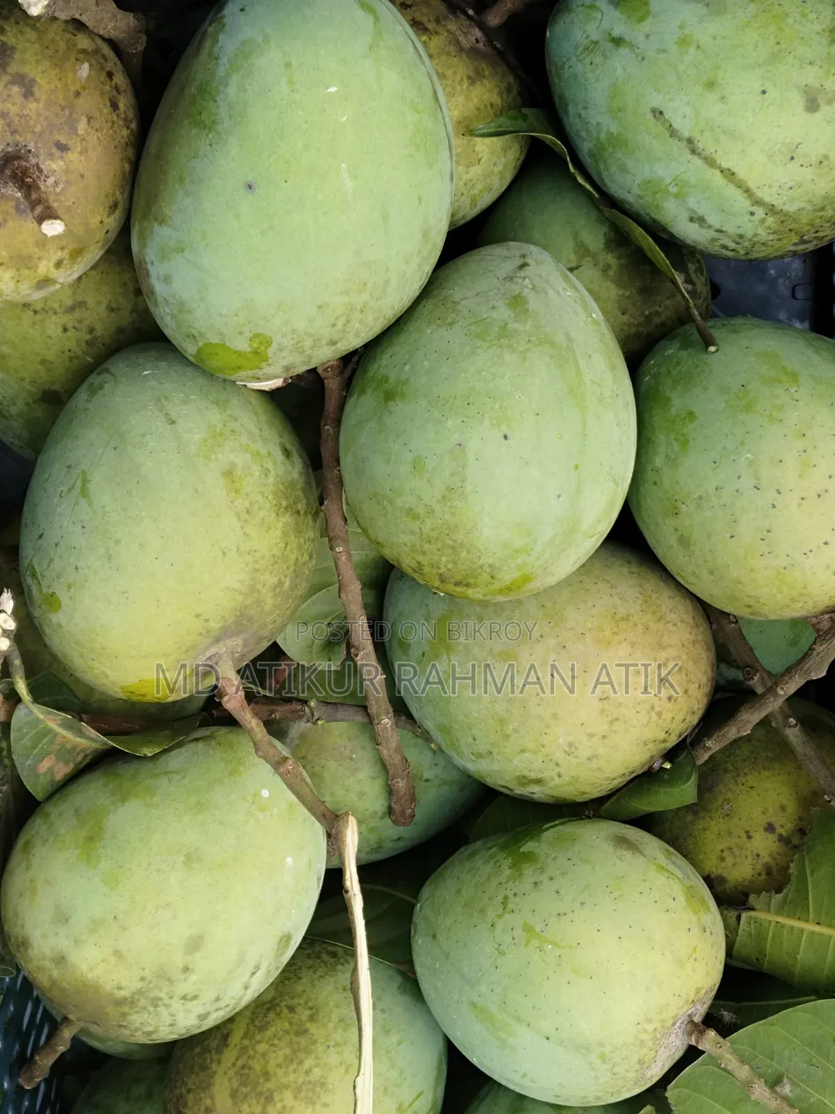 Haribhanga Mango