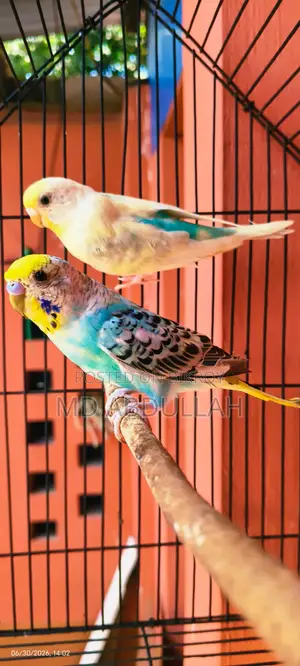Budgerigar Bird