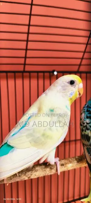Budgerigar Bird