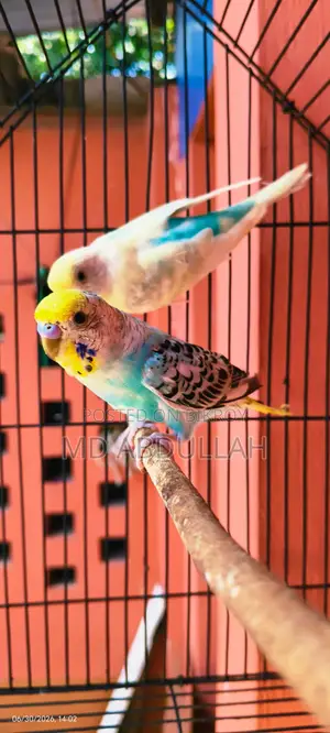 Budgerigar Bird