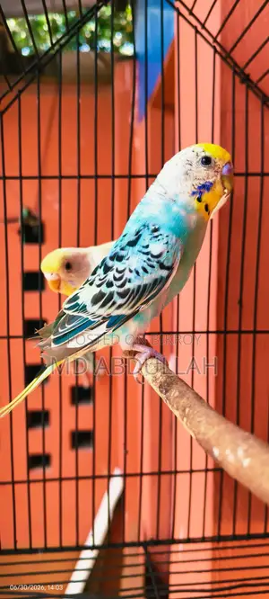Budgerigar Bird