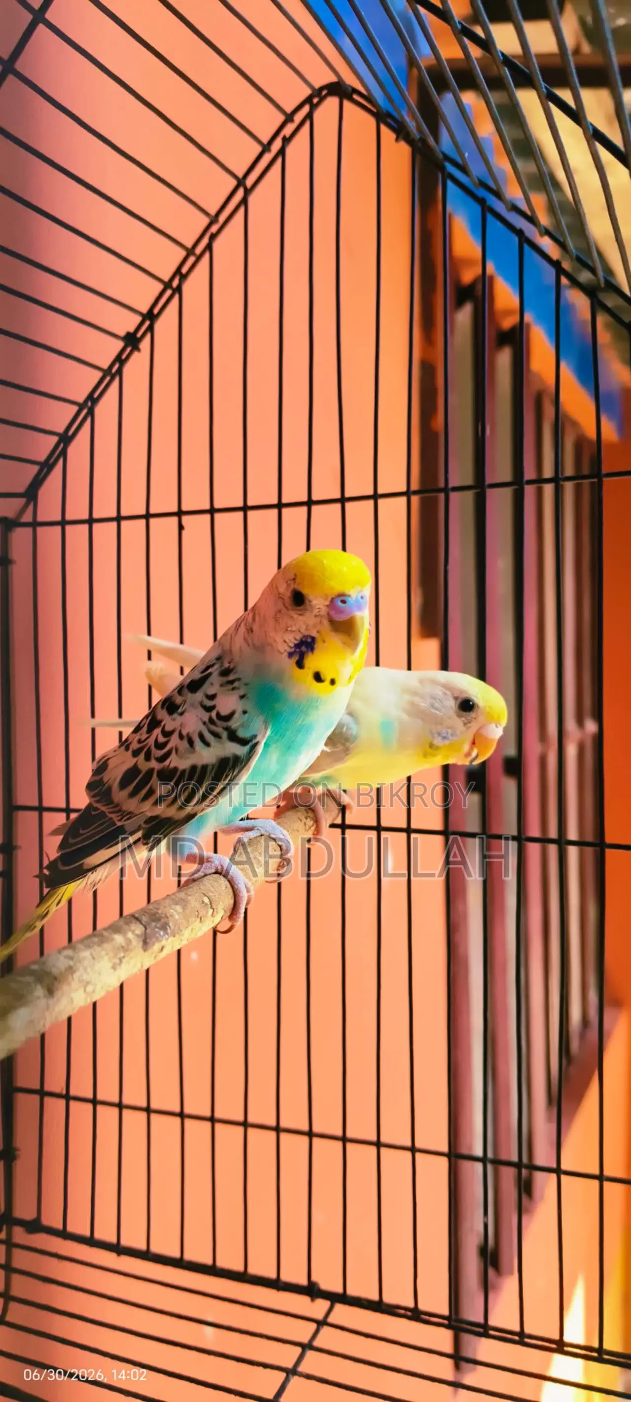 Budgerigar Bird