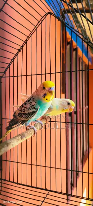 Budgerigar Bird