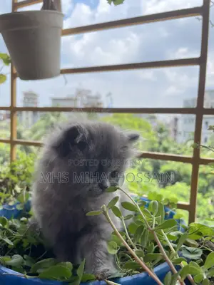 1-3 Months Female Purebred Persian