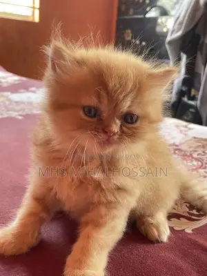 1-3 Months Female Purebred Persian
