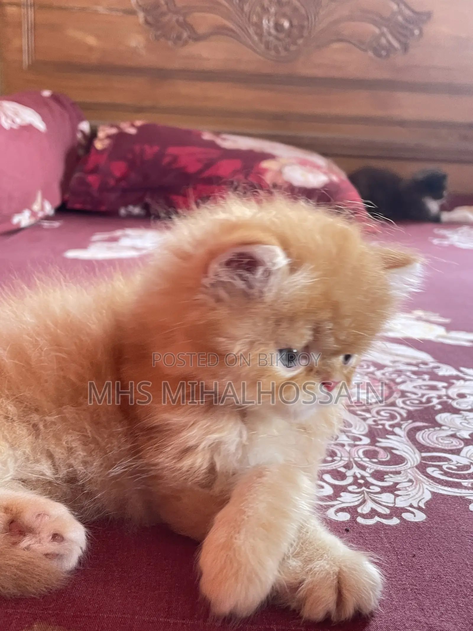 1-3 Months Female Purebred Persian