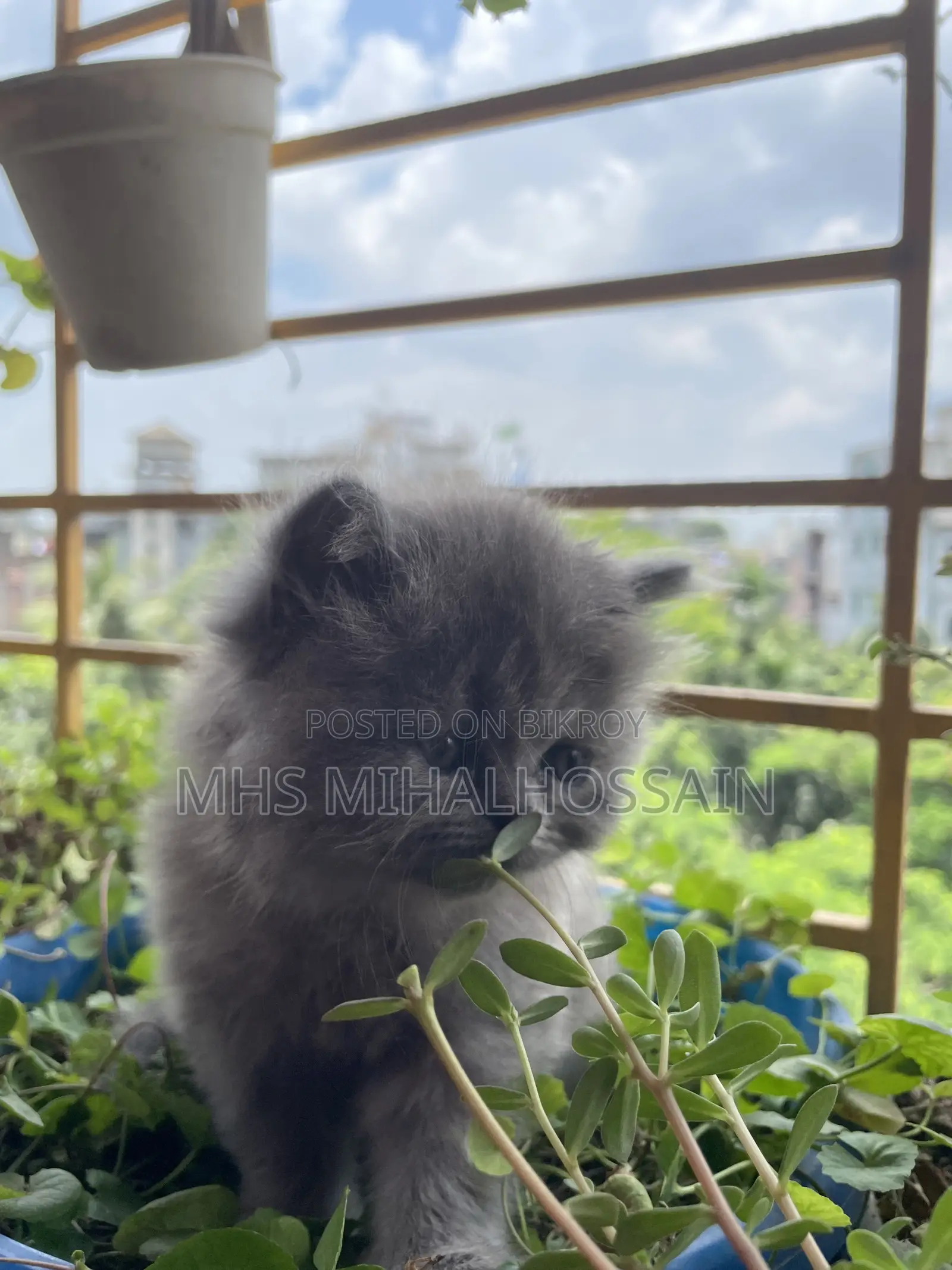 1-3 Months Female Purebred Persian