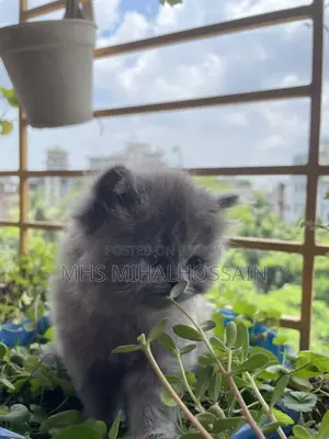 1-3 Months Female Purebred Persian