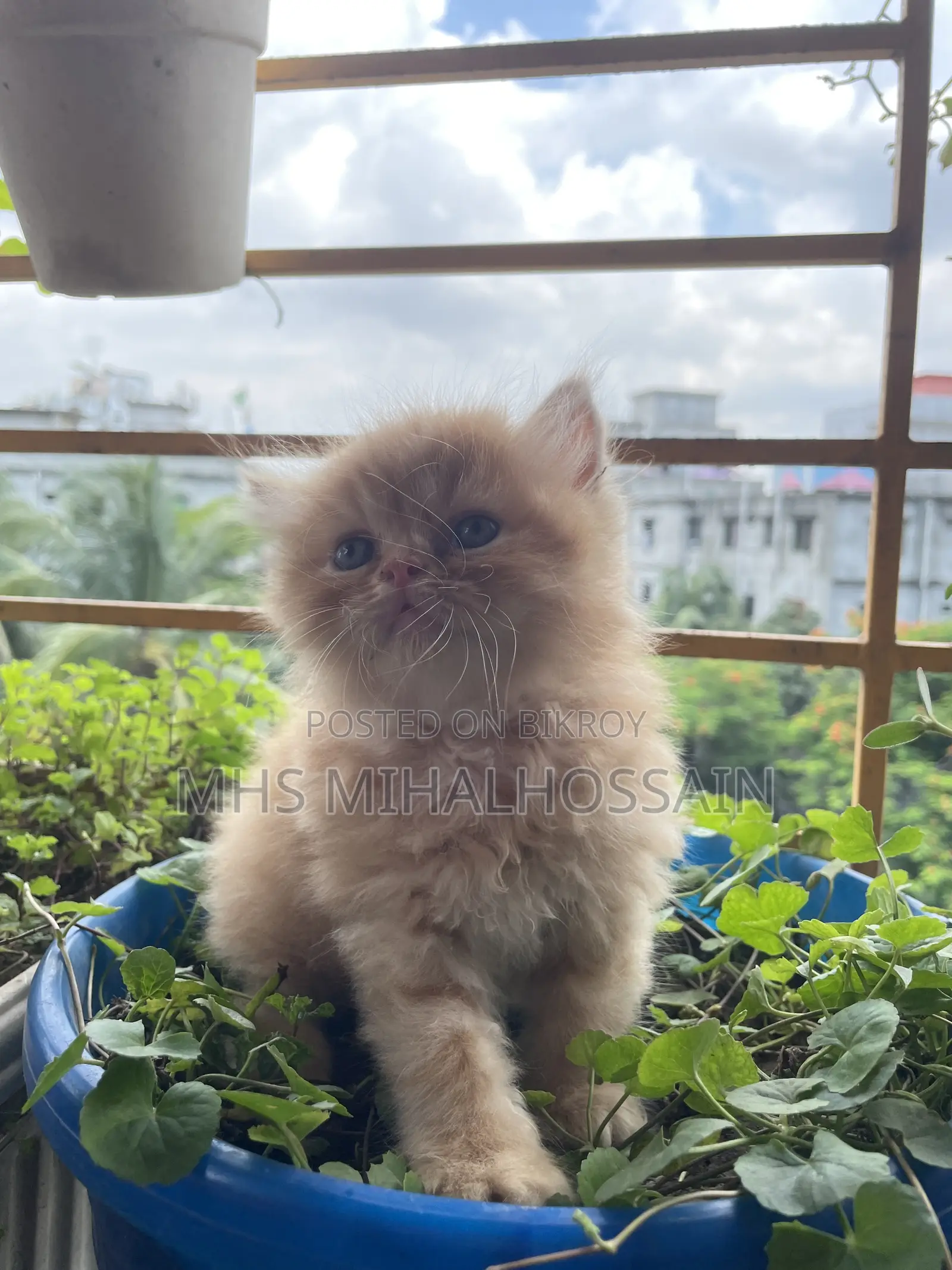 1-3 Months Female Purebred Persian