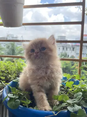 1-3 Months Female Purebred Persian