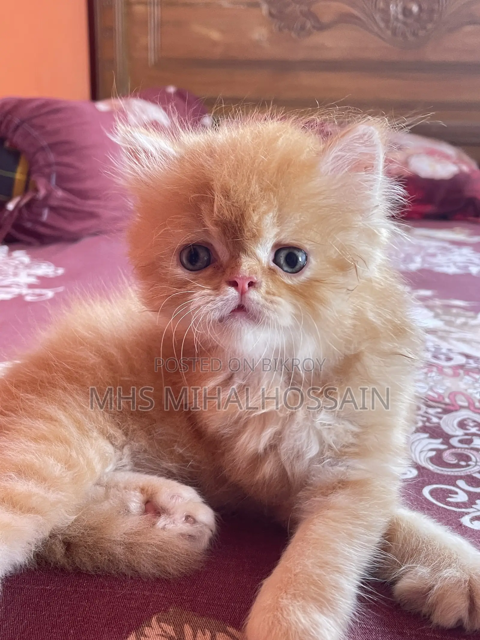 1-3 Months Female Purebred Persian