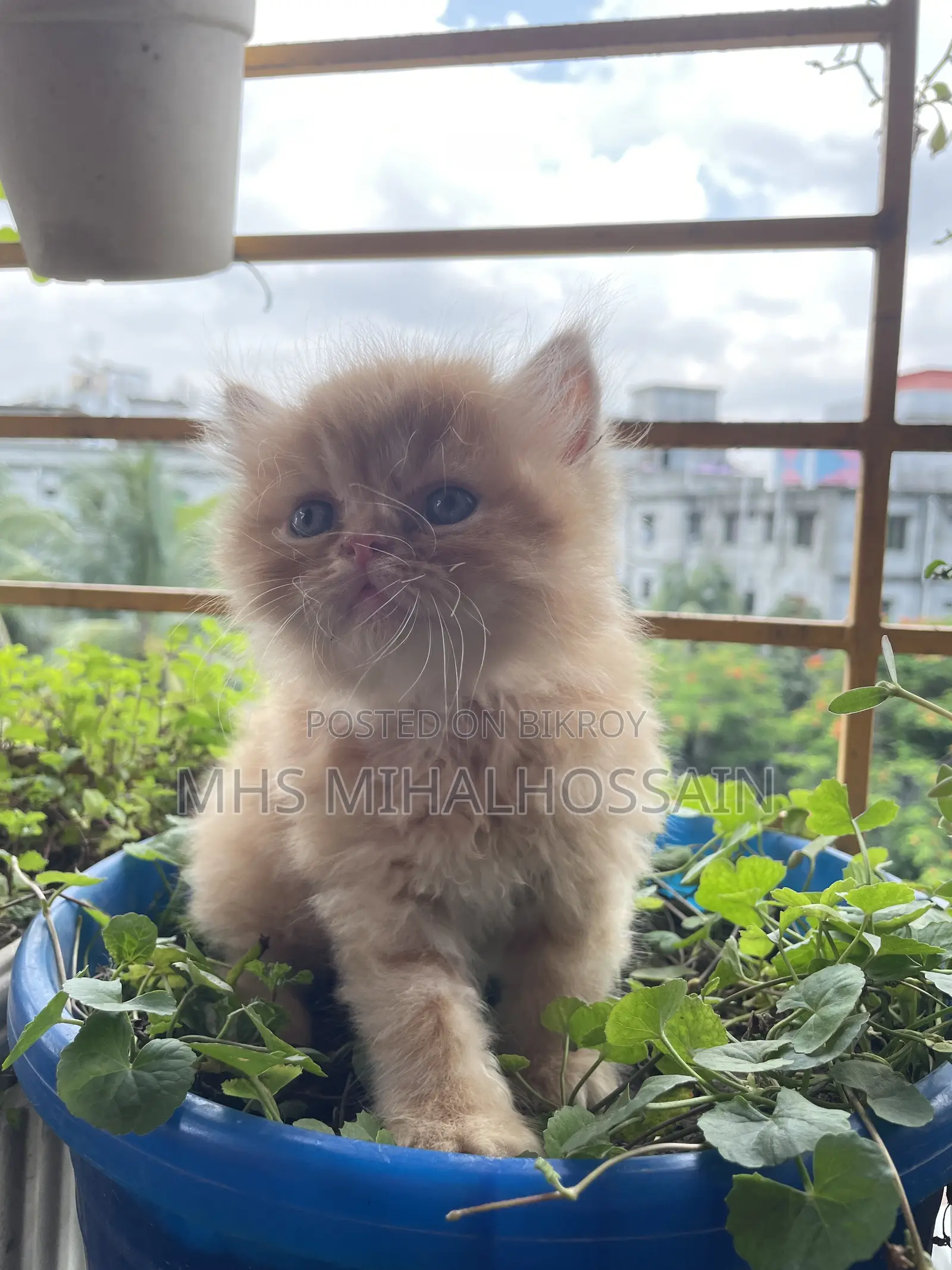 1-3 Months Female Purebred Persian