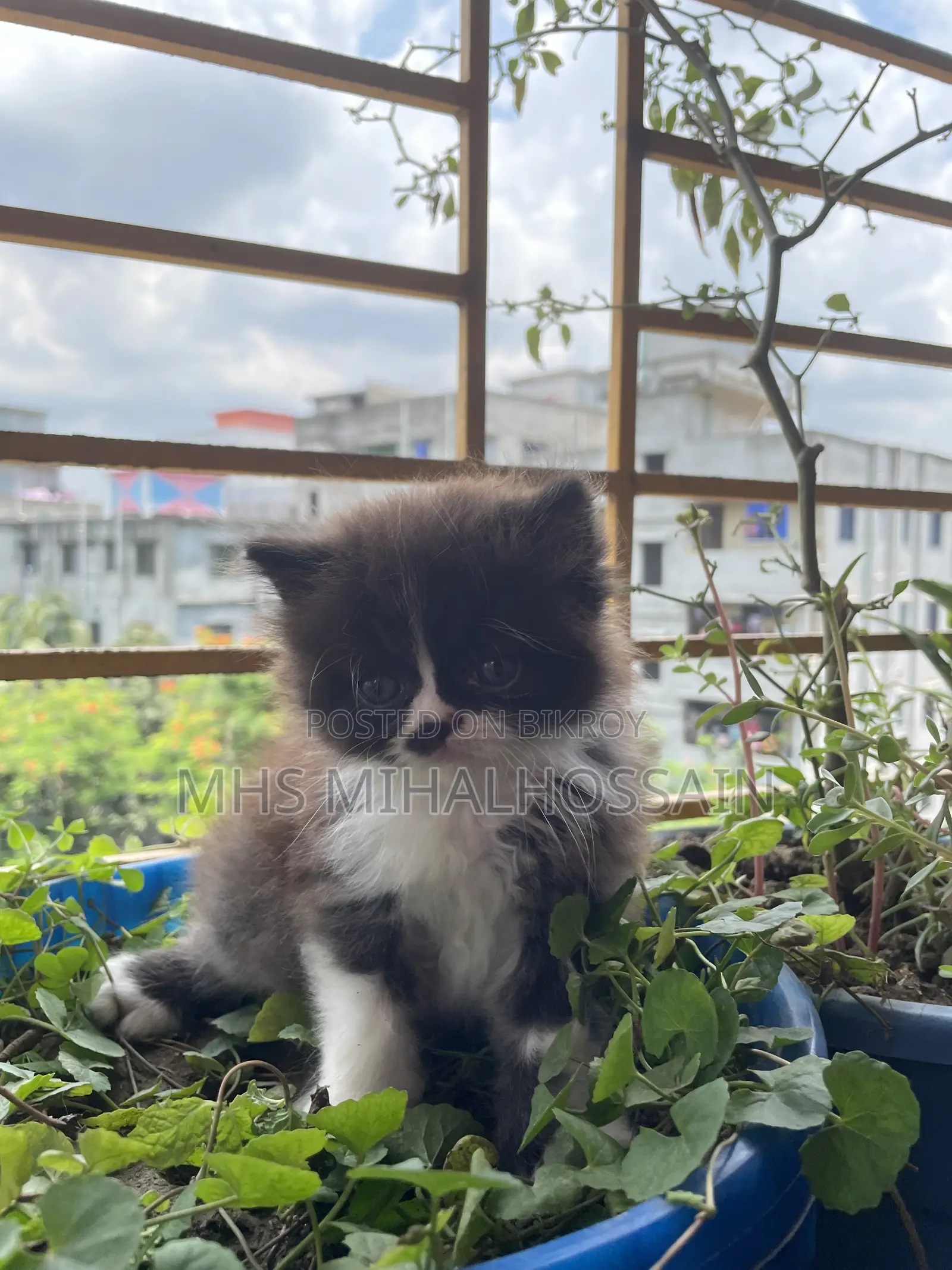1-3 Months Female Purebred Persian
