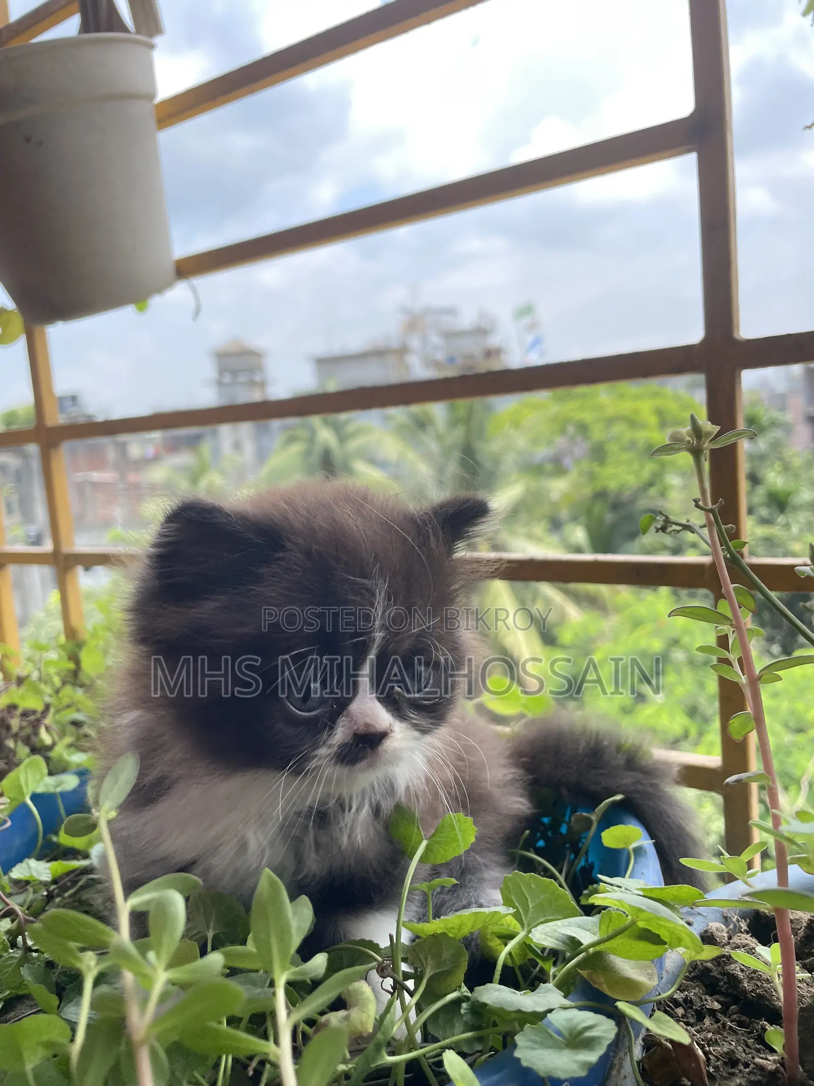 1-3 Months Female Purebred Persian