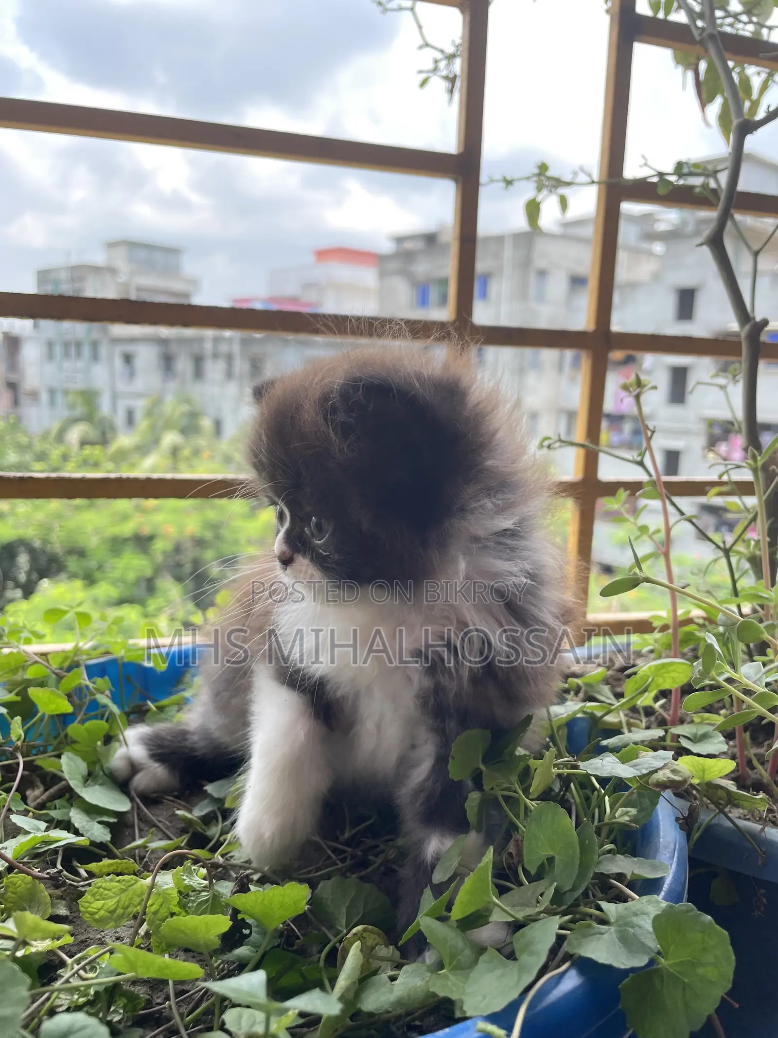 1-3 Months Female Purebred Persian