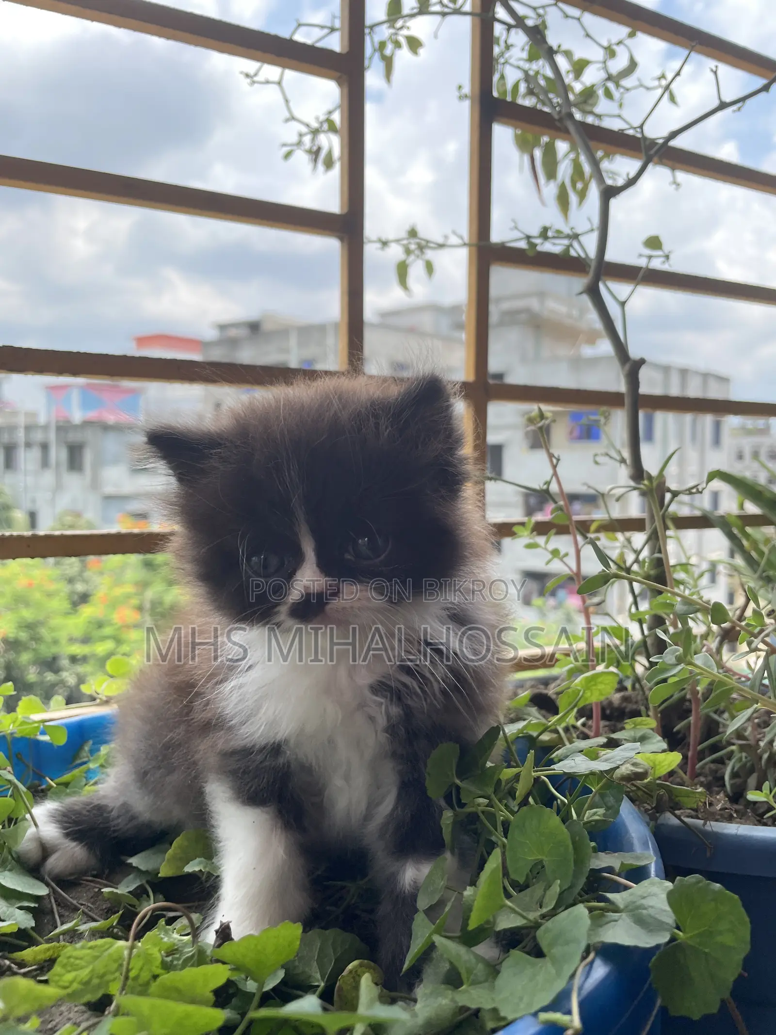 1-3 Months Female Purebred Persian