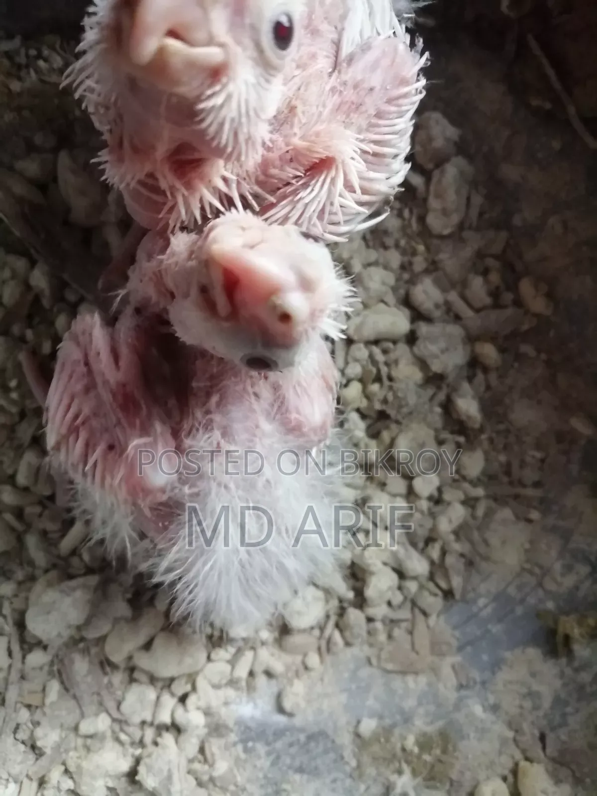 ককাটেল