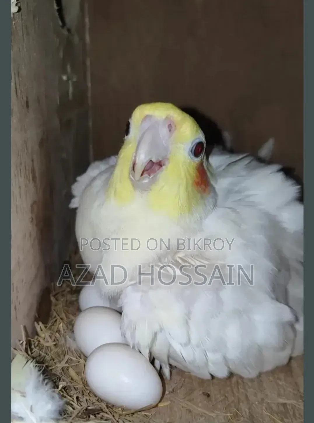 ককাটেল রানিং পেয়ার