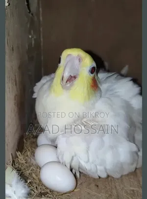 ককাটেল রানিং পেয়ার