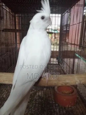 নিউ এডাল্ট