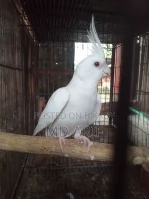 নিউ এডাল্ট