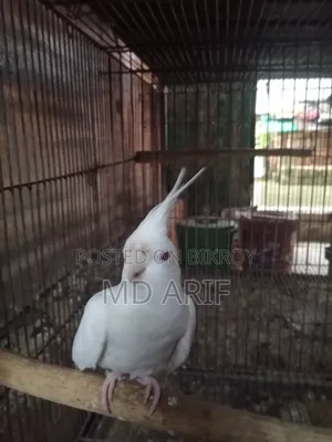 নিউ এডাল্ট