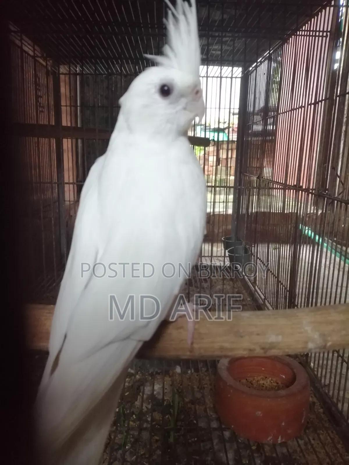 নিউ এডাল্ট