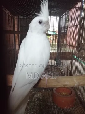 নিউ এডাল্ট