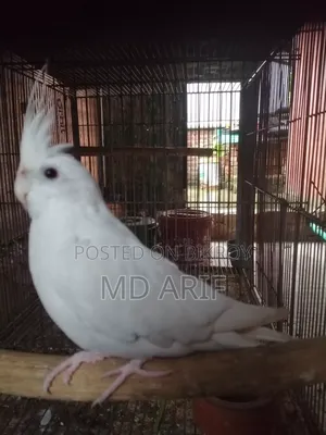 নিউ এডাল্ট