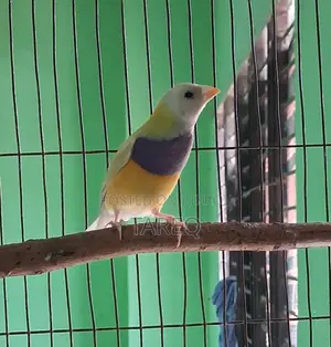 গোল্ডিয়ান ফিঞ্চ
