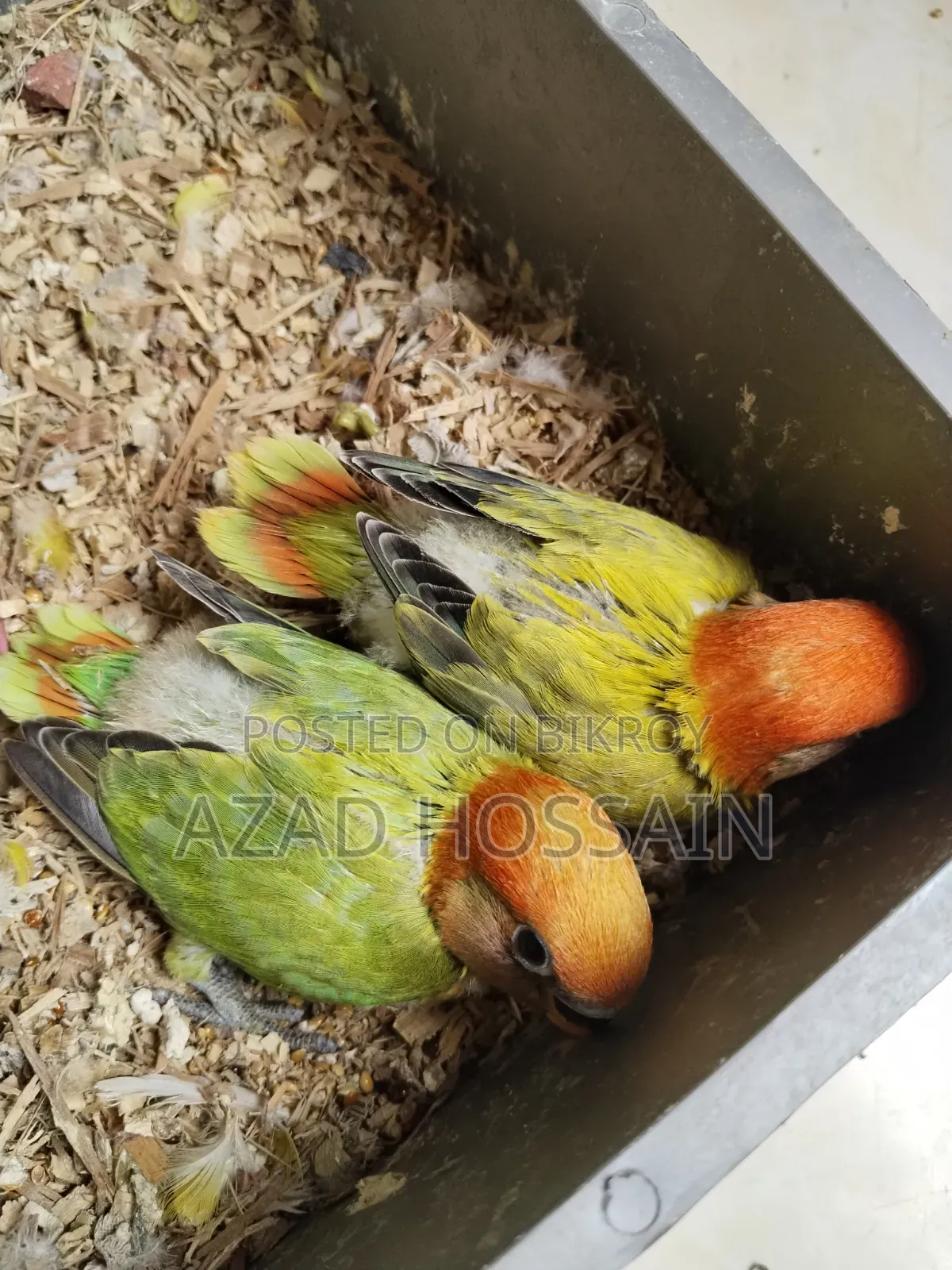 লাভবার্ড বেবি টেম সাইজ