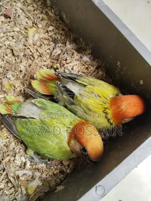 লাভবার্ড বেবি টেম সাইজ