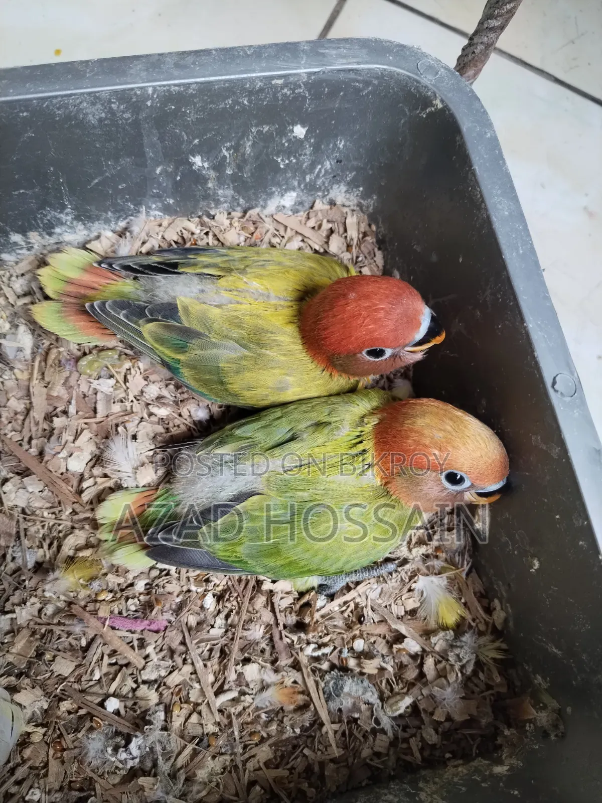 লাভবার্ড বেবি টেম সাইজ