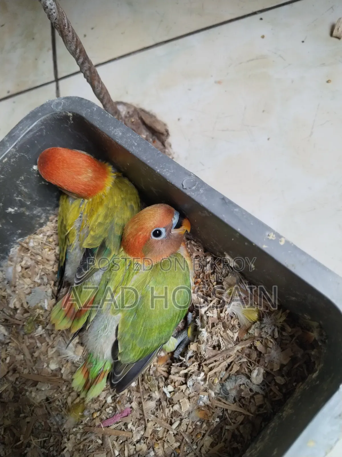 লাভবার্ড বেবি টেম সাইজ