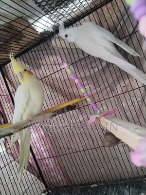 ককাটেল রানিং পেয়ার