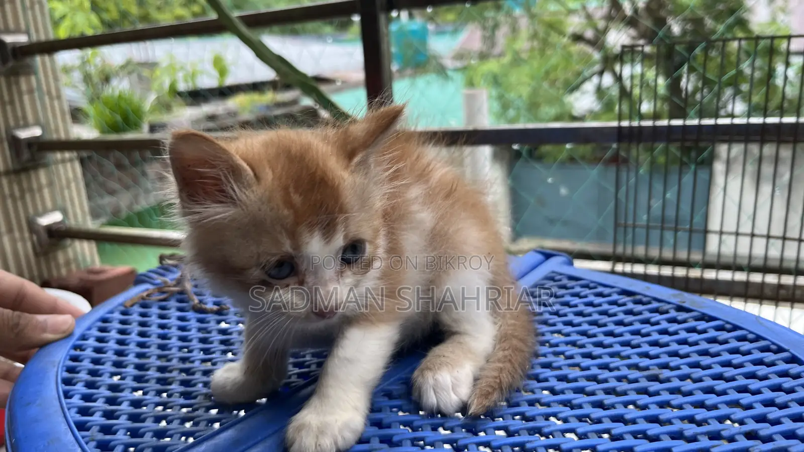 1-3 Months Male Purebred Persian