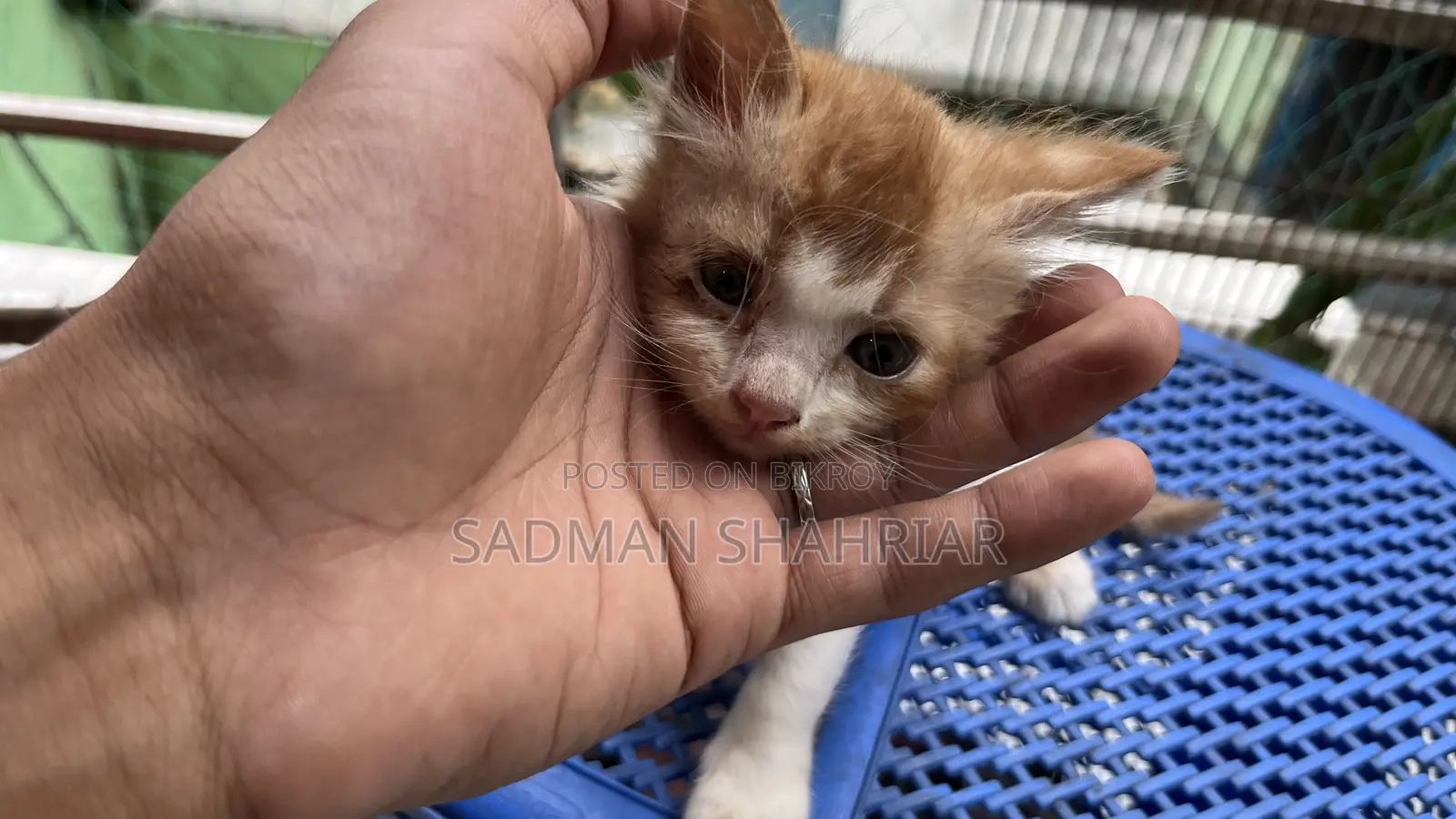 1-3 Months Male Purebred Persian