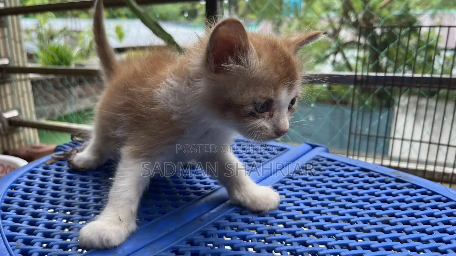 1-3 Months Male Purebred Persian