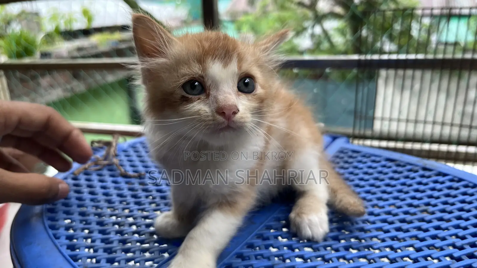 1-3 Months Male Purebred Persian
